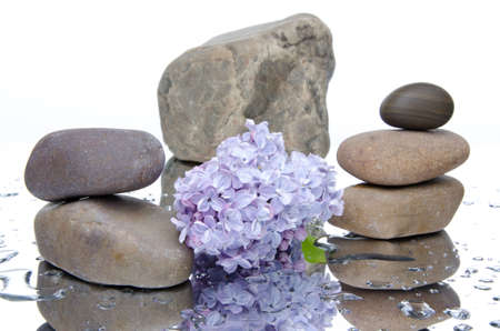 Composition of stacked pebbles and lilac, on a white wet backgroundの写真素材