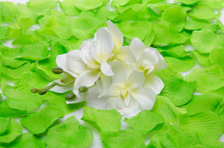 Background with a white orchid surrounded by green petalsの写真素材