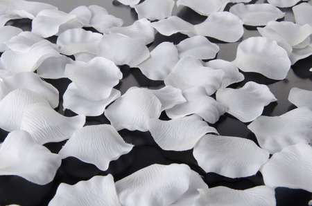 Background made from white flower petalsの写真素材