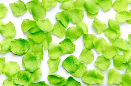 Background of green petals, isolated on whiteの写真素材