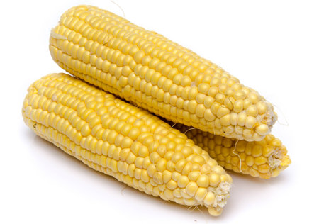 Fresh corn on the cob, isolated on whiteの写真素材