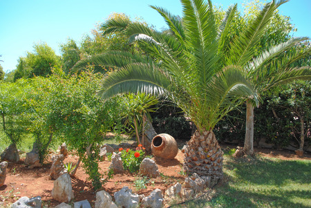 Palm tree and earthenware jar in a gardenの写真素材