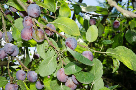 Blue plums on tree in julyの写真素材