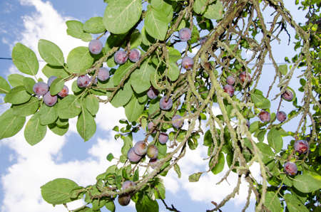 Ripe blue plums on tree in julyの写真素材