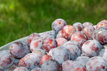 Bucket full of freshly picked plums, close upの写真素材