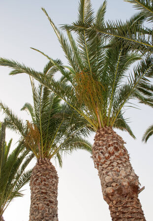Palm trees view from belowの写真素材