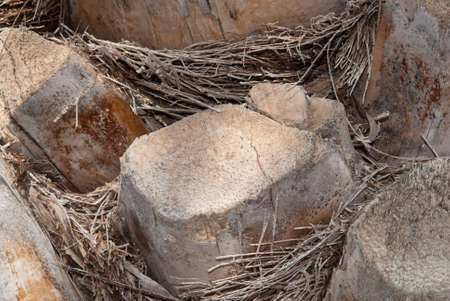 Trunk of a palm tree, closeupの写真素材