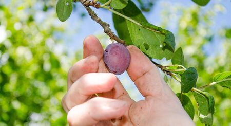 Hand picking a plum, close upの写真素材
