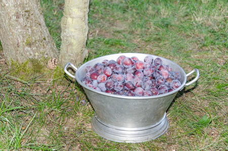 Plum harvest in July, bucket full of freshly picked plumsの写真素材