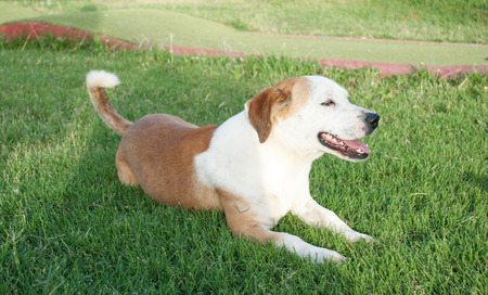Happy dog free in Crete, Greeceの写真素材