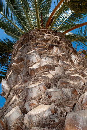 Trunk of a palm tree view from belowの写真素材