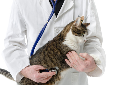 Veterinarian examining cat, isolated on whiteの写真素材