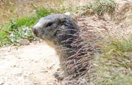 Grey alpine marmotの写真素材