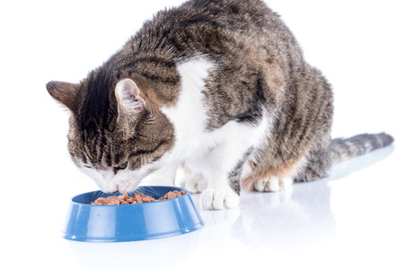 Tabby white cat eating wet foodの写真素材