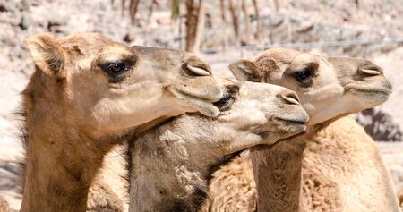 Heads of dromedaries in a zooの写真素材