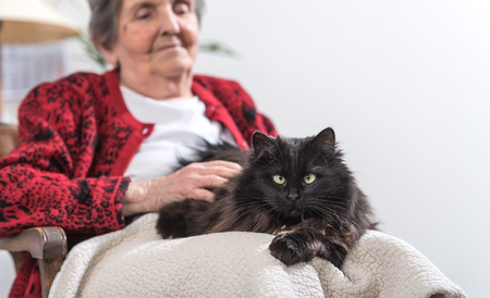 Elderly woman with her black catの写真素材