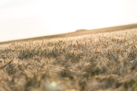 Wheat field on a summer evening before harvest, sunlight effect