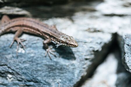 Wall lizard warming under the sun on a stoneの写真素材