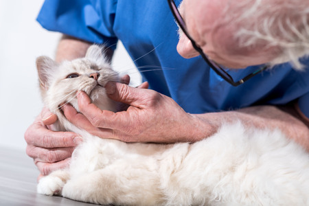 Veterinarian examining teeth of a white sacred cat of burmaの写真素材