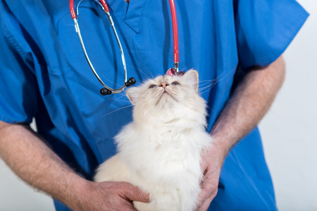 Beautiful white sacred cat of burma looking at his veterinarianの写真素材