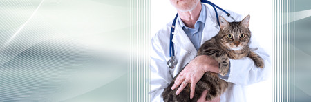 Veterinarian holding a cat on a white background. panoramic bannerの写真素材