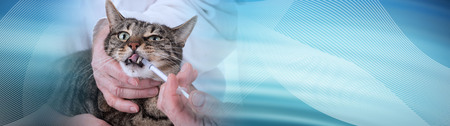 Veterinarian giving medication to a cat. panoramic bannerの写真素材
