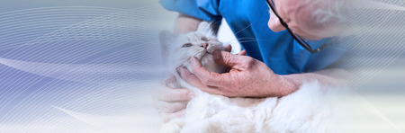 Veterinarian examining teeth of a white sacred cat of burma. panoramic bannerの写真素材