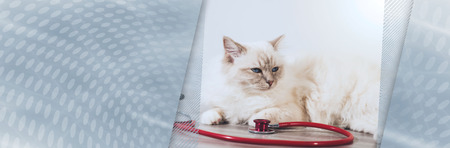 Beautiful white sacred cat of burma lying on table with stethoscope. panoramic bannerの写真素材