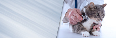 Veterinarian examining a cat with a stethoscope. panoramic banner