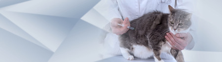 Cat getting a vaccine at the veterinary clinic; panoramic bannerの写真素材
