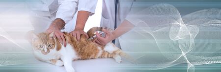 Veterinarian giving an injection to a cat; panoramic bannerの写真素材