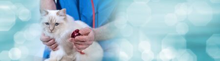 Veterinarian examining a white sacred cat of burma with his stethoscope; panoramic bannerの写真素材