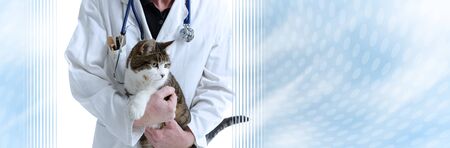 Veterinarian with cat; panoramic bannerの写真素材