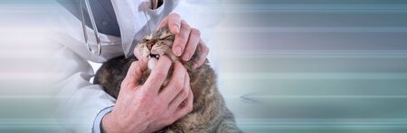 Veterinarian examining the teeth of a cat at the clinic; panoramic bannerの写真素材
