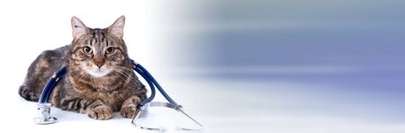 Tabby cat with a stethoscope on his back; panoramic bannerの写真素材