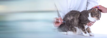 Veterinarian giving an injection to a cat; panoramic banner