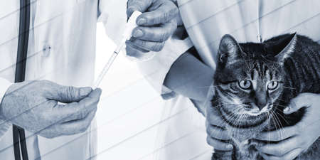 Veterinarian preparing a drug for a cat, geometric patternの写真素材