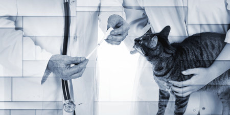 Veterinarian preparing medication for a cat, geometric patternの写真素材