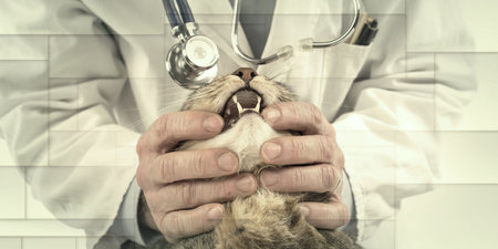 Veterinarian examining the teeth of a cat at the clinic, geometric patternの写真素材