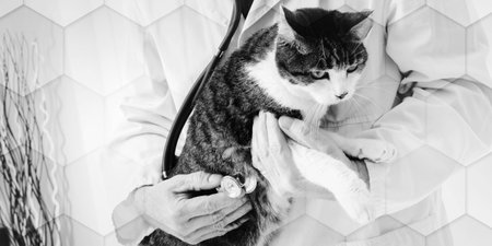 Veterinarian examining cat in veterinary clinic, geometric patternの写真素材