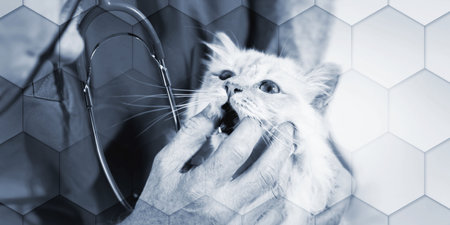 Veterinarian examining teeth of a white sacred cat of Burma, geometric patternの写真素材