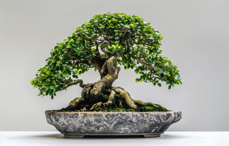 Close-up of a beautifully shaped bonsai tree in a decorative stone potの素材