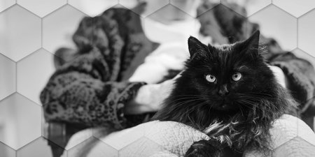 Elderly woman with her black cat, geometric patternの写真素材