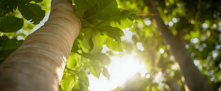 A close-up view of a tree trunk with sunlight shining through the lush leavesの素材