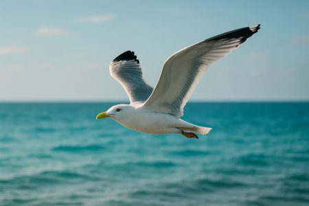 A seagull in flight, gliding gracefully above the calm ocean water on a sunny dayの素材