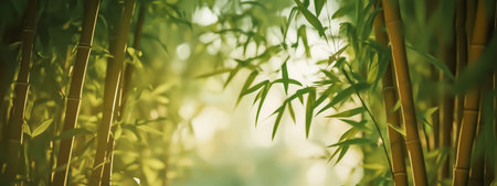 A Serene Bamboo Forest Illuminated by Soft Sunlight, Creating A Peaceful Atmosphere of Natureの素材