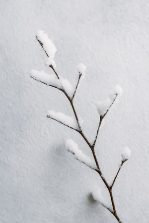 A winter scene featuring a branch lightly dusted with snow against a white backdropの素材