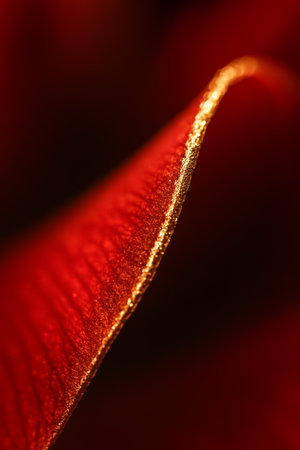 A close-up view of a red petal featuring a delicate golden edge and textured surfaceの素材