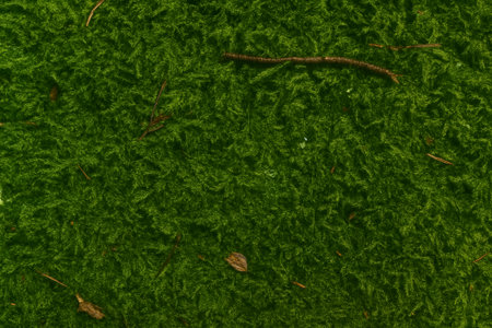 A detailed close-up of vibrant green moss with small twigs and leaves blending inの素材