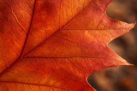 A detailed close-up showing the vibrant texture of an orange autumn leafの素材
